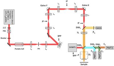 Imaging mitochondria through bone in live mice using two-photon fluorescence microscopy with adaptive optics